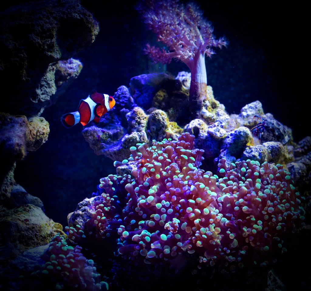 Frogspawn Coral (Euphyllia divisa): Care, Feeding, and Tank&nbsp;Requirements