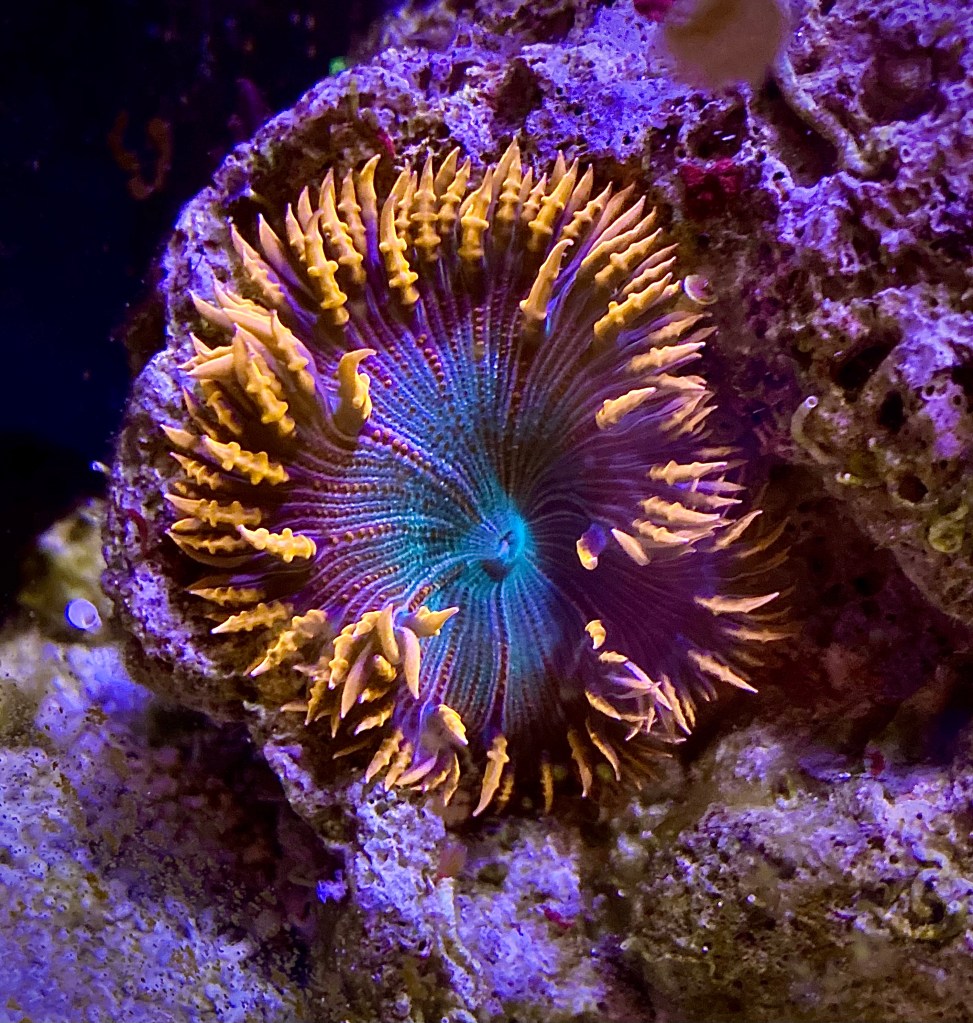 Rock Flower Anemone in my AIO Pico Reef Tank Aquarium