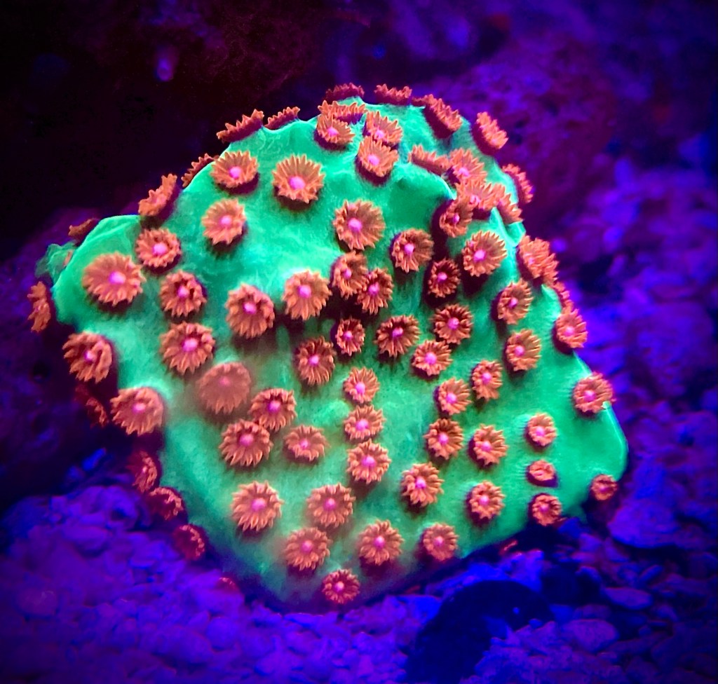 The Bright and Beautiful Cyphastrea Coral: A Quick Growing, Easy to Care for Must-Have LPS Coral for Your Reef&nbsp;Tank