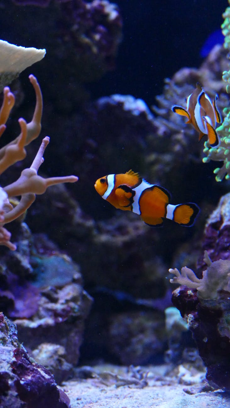 Clownfish: The Iconic Star of Your Reef&nbsp;Tank
