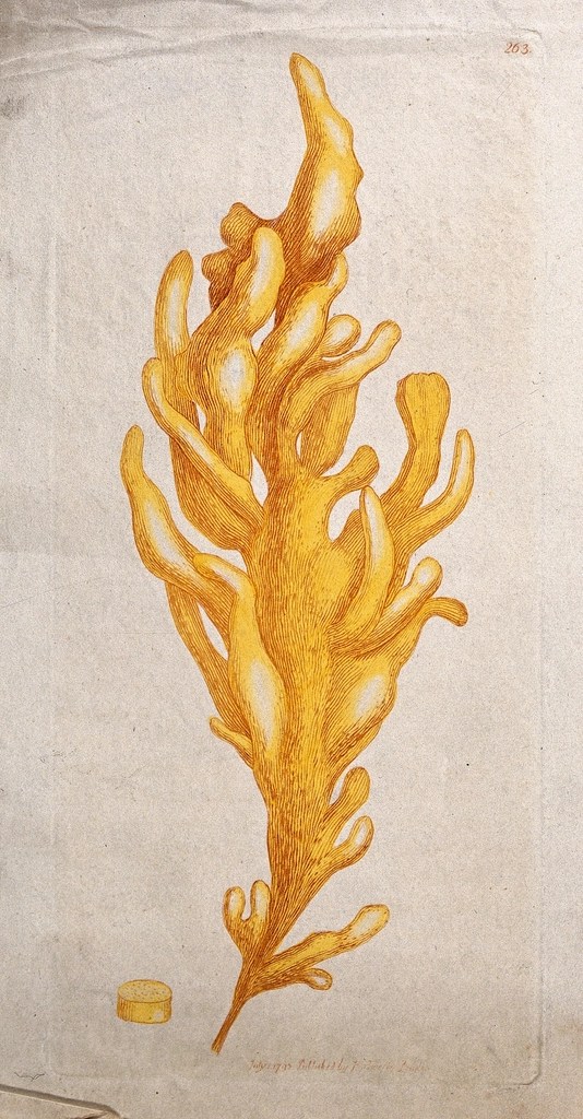 Enhance Your Reef Tank with Macro Algae: Benefits &&nbsp;Tips