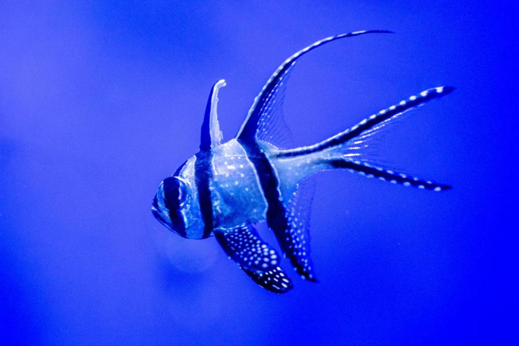 Banggai Cardinal Care: Essential Tips for Your Reef&nbsp;Aquarium